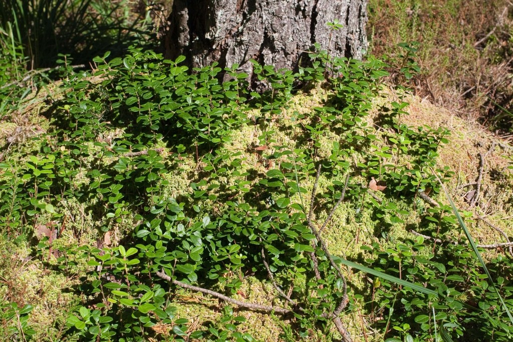 Preiselbeere im Torfmoos, beides Säurezeiger