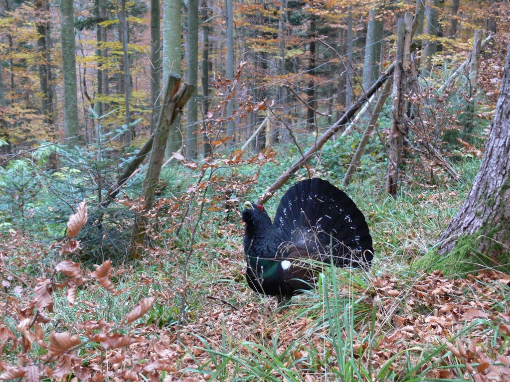 Todesfalle Zaun, leider immer noch ein Thema, Foto: Bernhard Scherer (C)