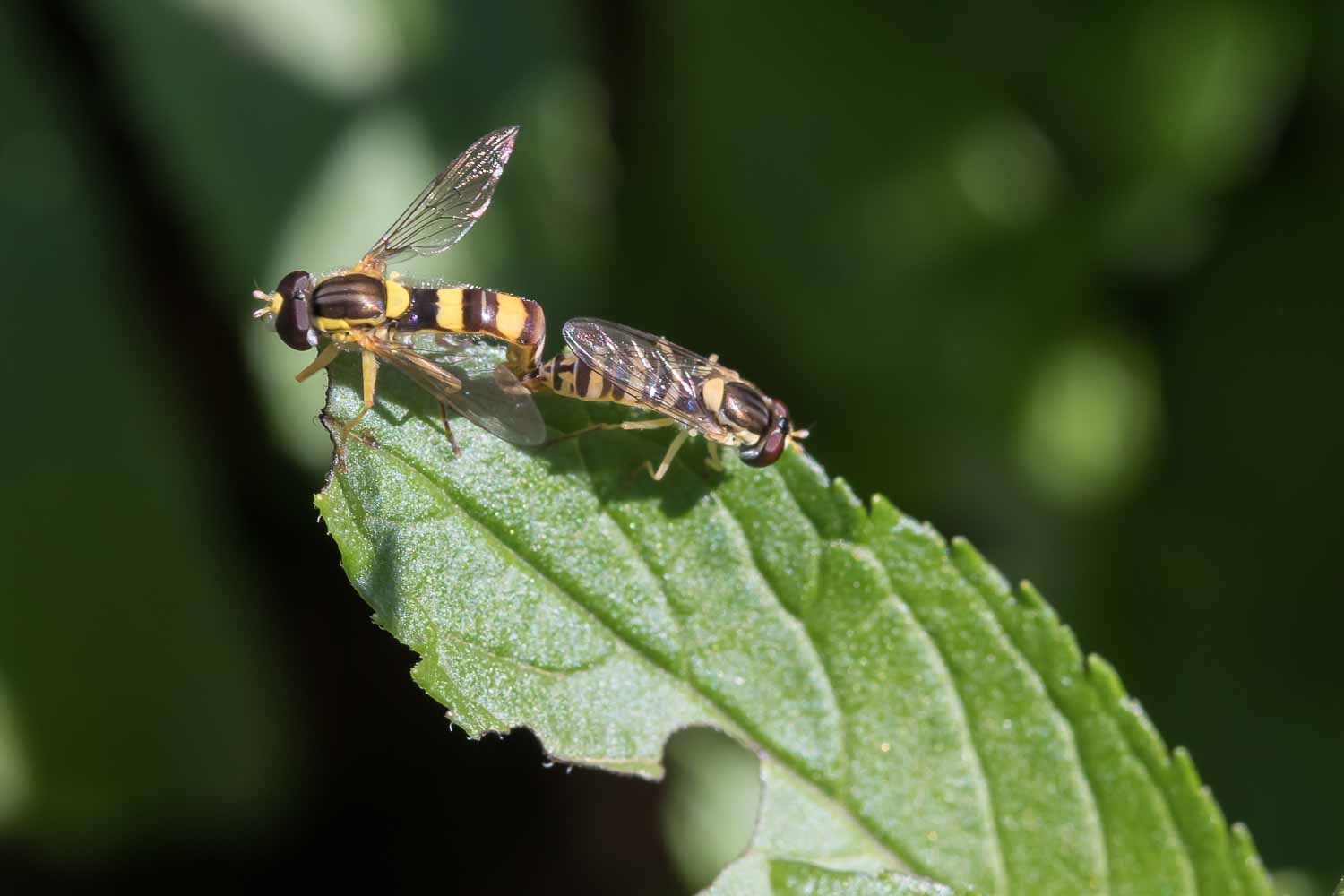 Gewöhnliche Langbauchschwebfliege, Niedereschach Juli 2019, Foto: H. Weber