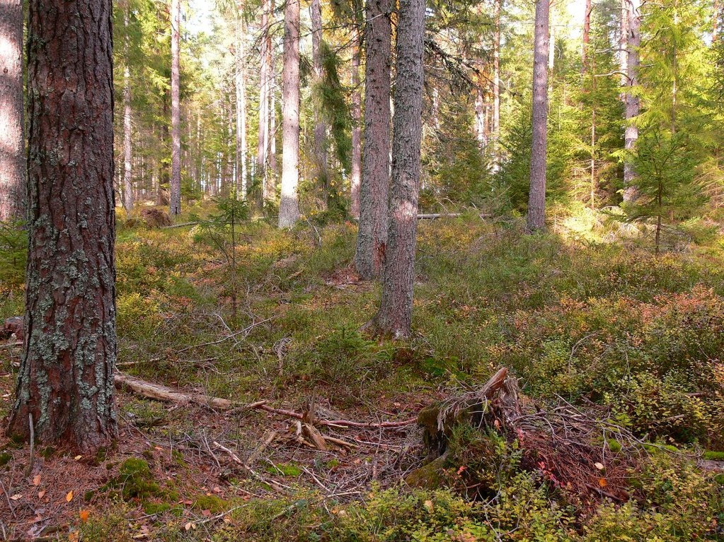 Auerhuhnlebensraum, Foto: Bernhard Scherer (C)