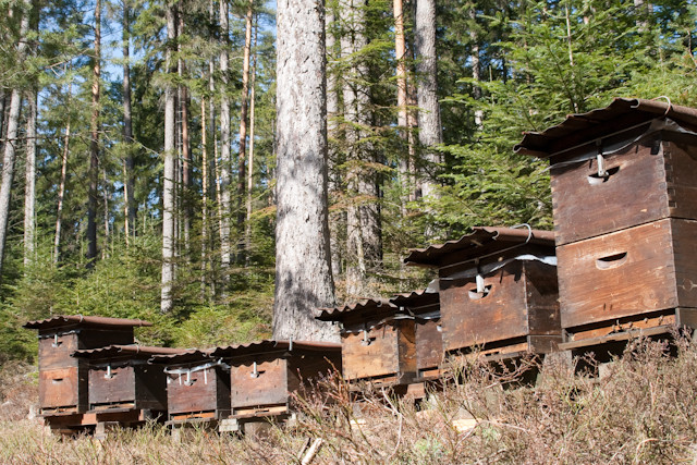 Platzhalter-Bild für viele kommende Wildbienen-Fotos