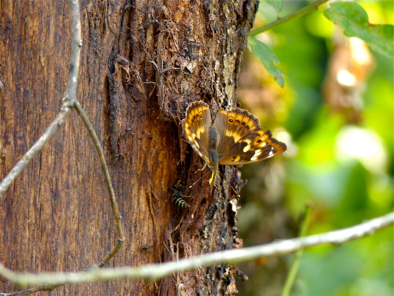 Kleiner Schillerfalter (Rotschiller), Foto: Matthias Ebert