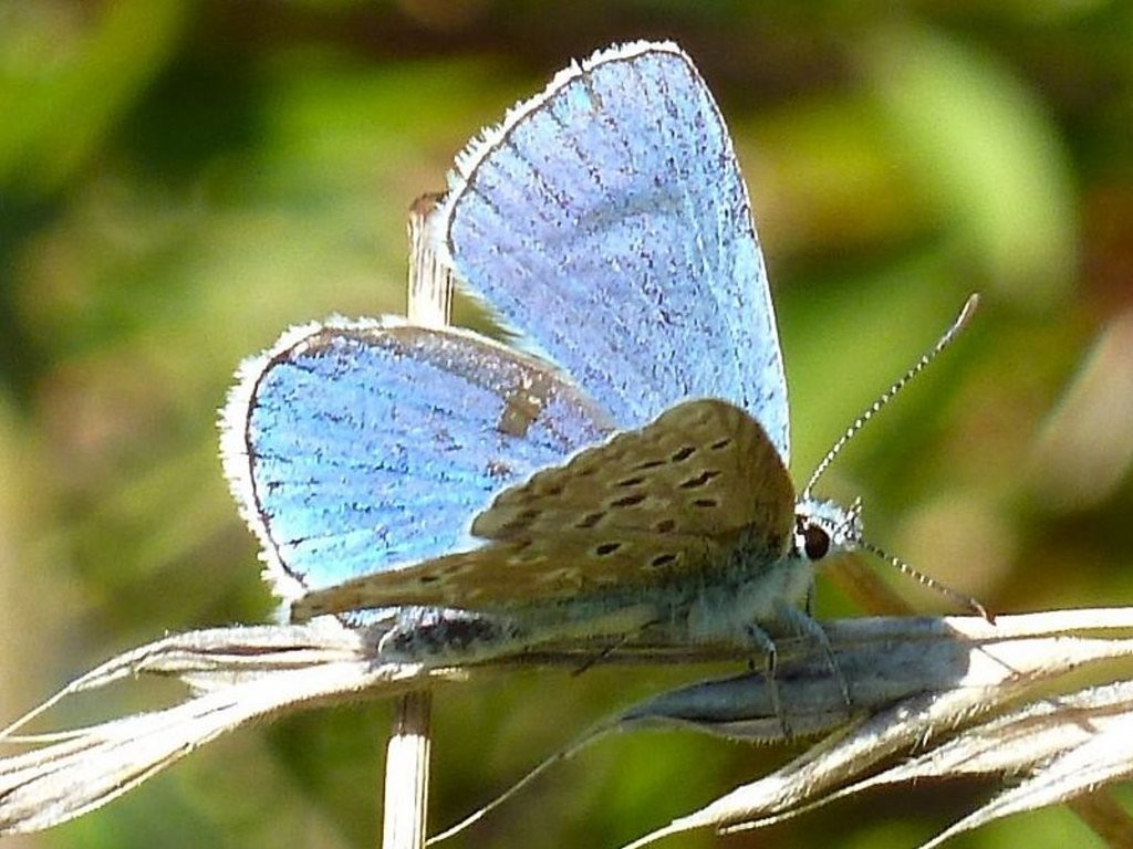 Himmelblauer Bläuling