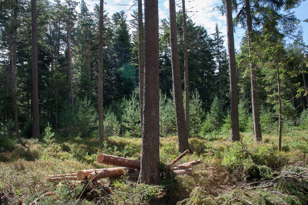 Auerhuhnschonwald nach Durchforstung mit Vollernter