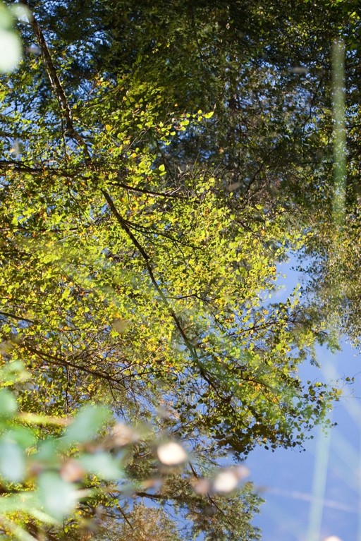 Spiegelung im Wasser