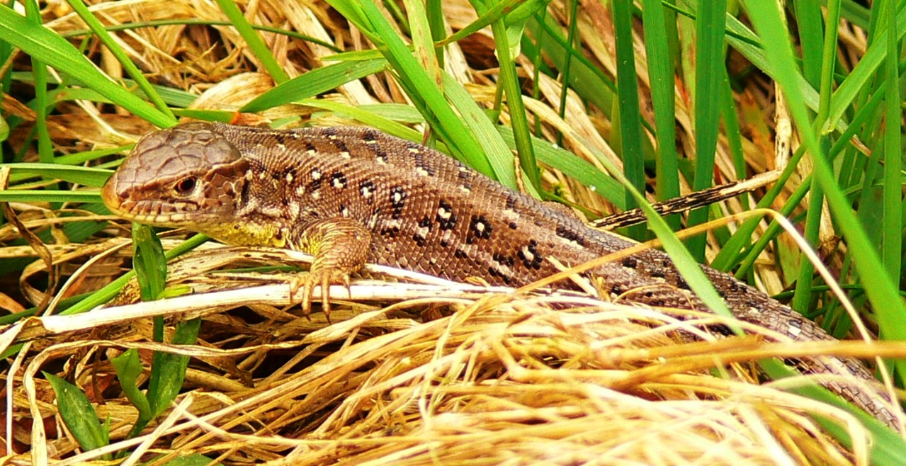 Zauneidechse Weibchen, Foto: Bernhard Scherer