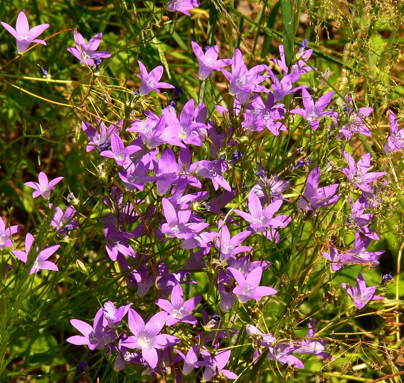 Wiesen-Glockenblume