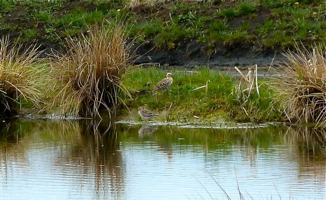 Kampfläufer am NABU-Teich