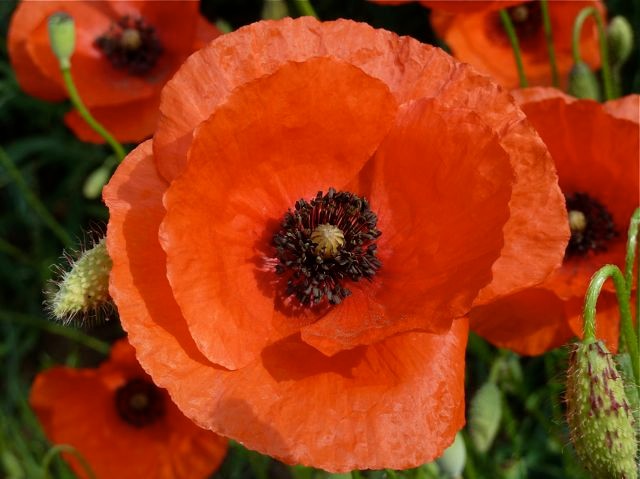 Klatschmohn