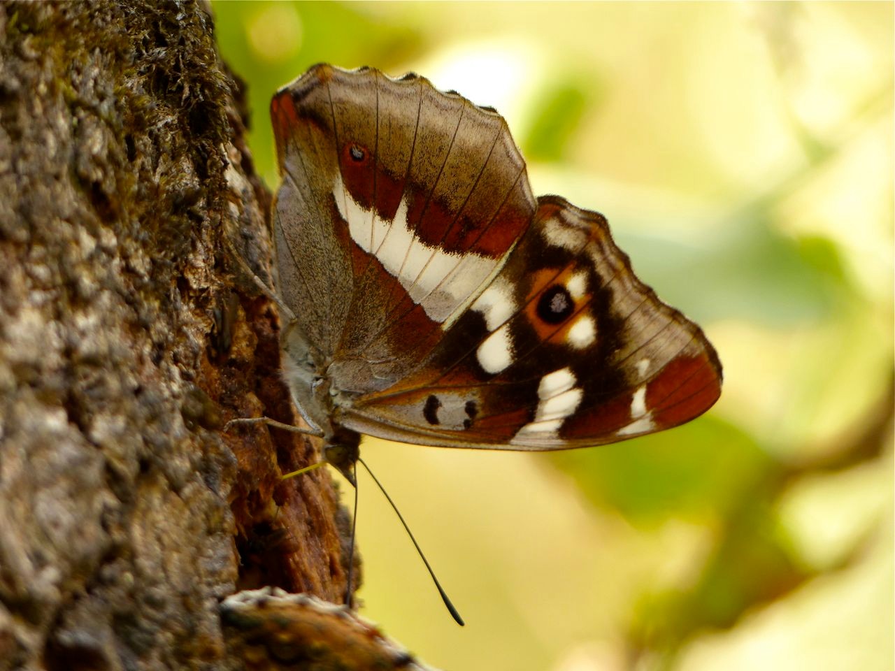 Großer Schillerfalter, Foto: Matthias Ebert