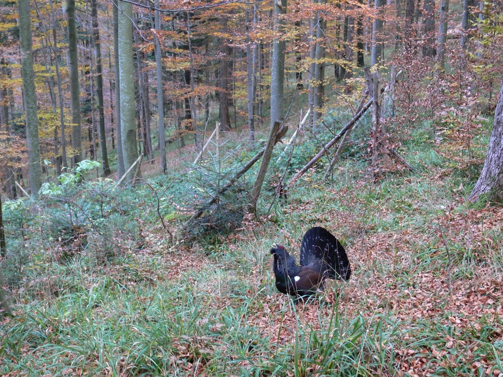 Auerhahn, Foto: Bernhard Scherer (C)