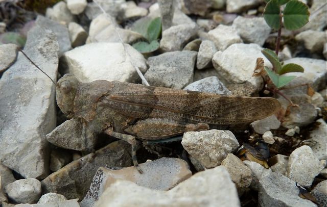 Blauflügelige Sandschrecke, Foto: Matthias Ebert (C)