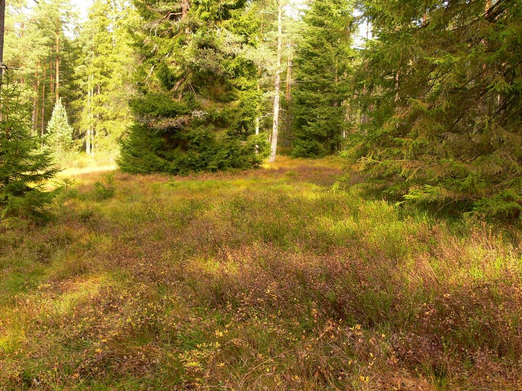 Auerhuhnlebensraum, Foto: Bernhard Scherer (C)