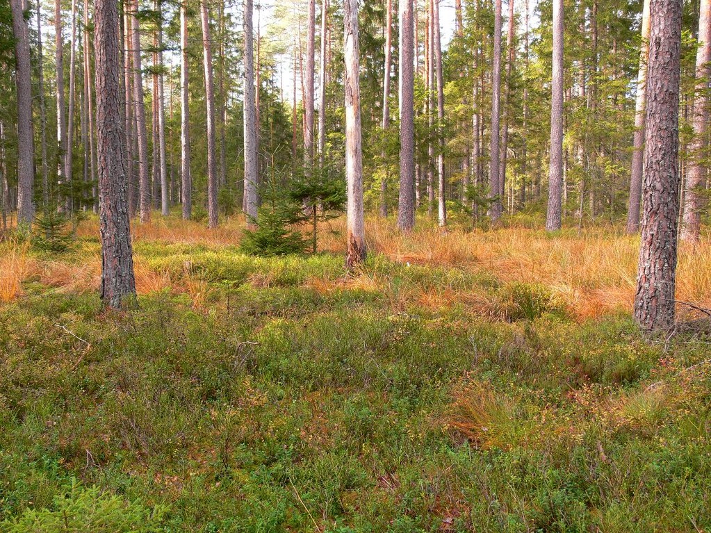 Auerhuhnlebensraum, Foto: Bernhard Scherer (C)