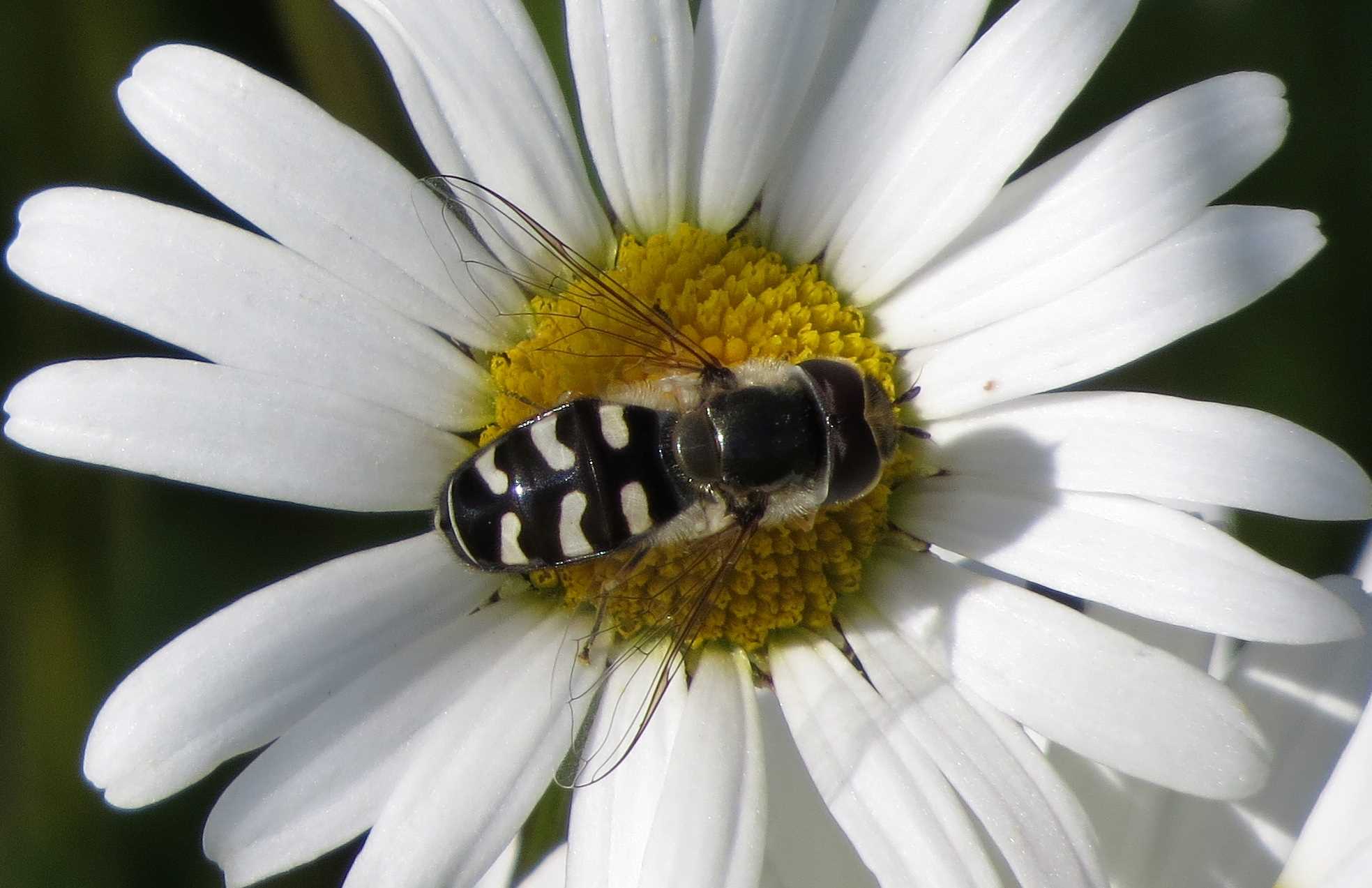 Scaeva pyrastri (Späte Großstirnschwebfliege), Aufen Juni 2020, Foto: Gabi Ebenhöh