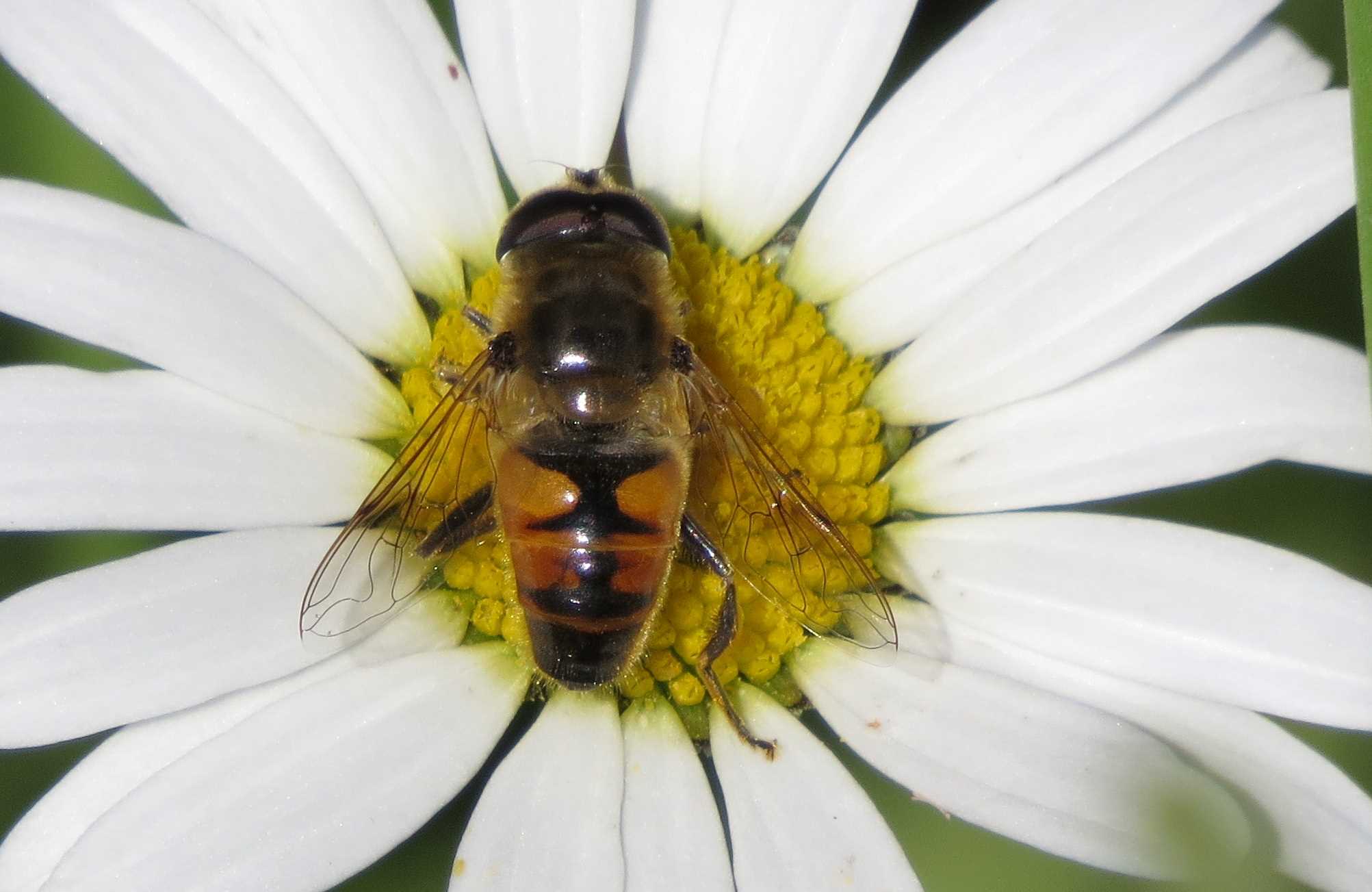 Eristalis tenax (Mistbiene), Aufen Juni 2020, Foto: Gabi Ebenhöh