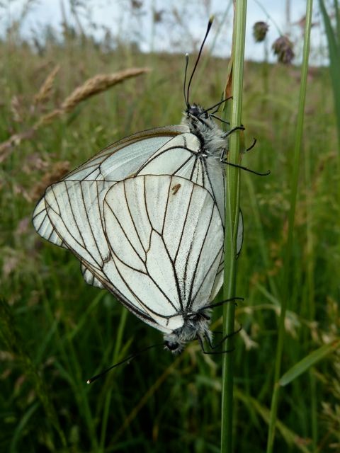 Baumweissling bei der Paarung