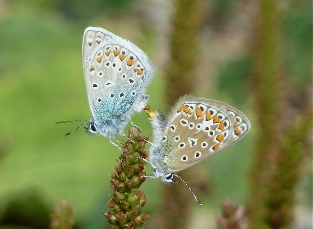 Hauhechel-Bläuling, Paarung, Foto: Matthias Ebert (C)