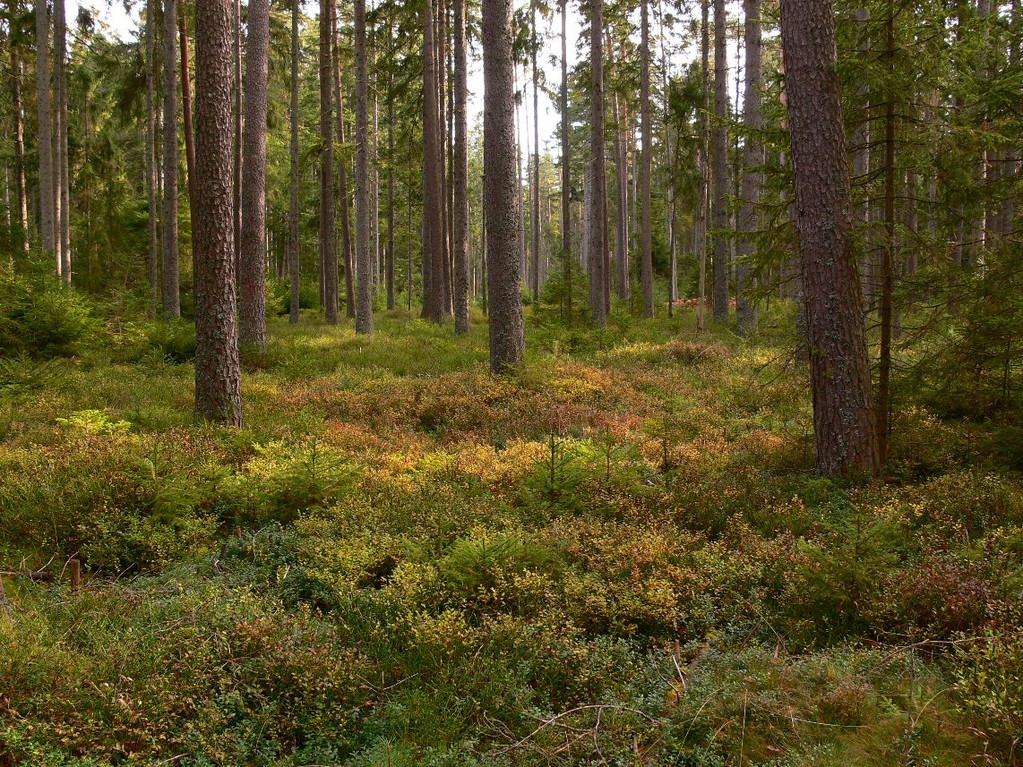 Auerhuhnlebensraum, Foto: Bernhard Scherer (C)