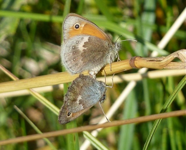 Kleines Wiesenvögelchen, Paarung, Foto: Matthias Ebert (C)