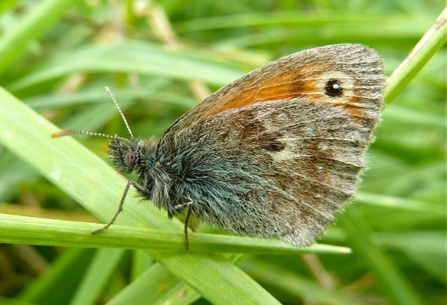 Kleines Wiesenvögelchen, Foto: Matthias Ebert (C)