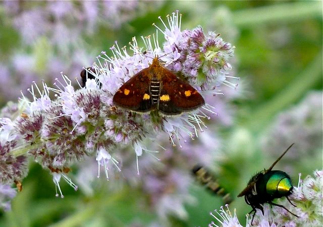 Goldzünsler,Pyrausta aurata, Foto: Matthias Ebert (C)