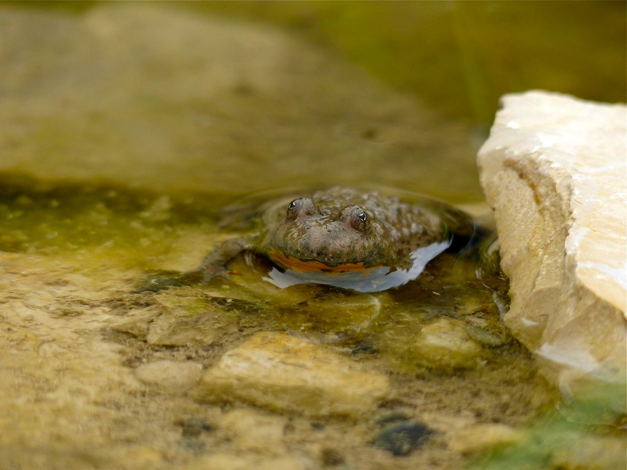 Gelbbauchunke, Foto: Matthias Ebert