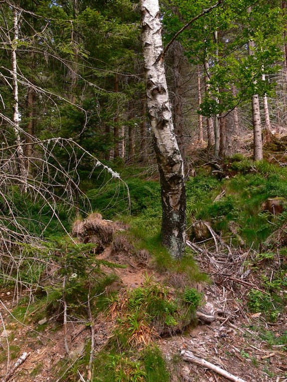 Huderstelle an Birke, Foto: Bernhard Scherer (C)