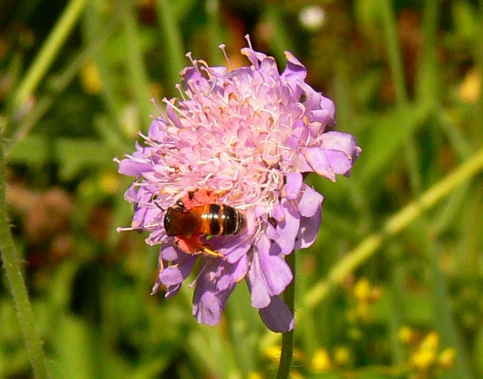 Witwenblumen-Sandbiene