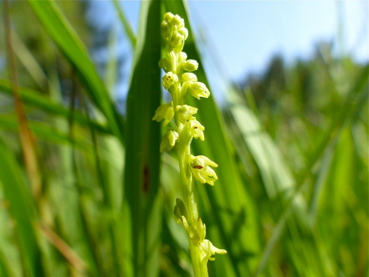 Honig-Orchis oder Herminie