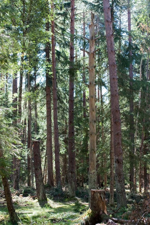 Kiefern-Birken-Wald