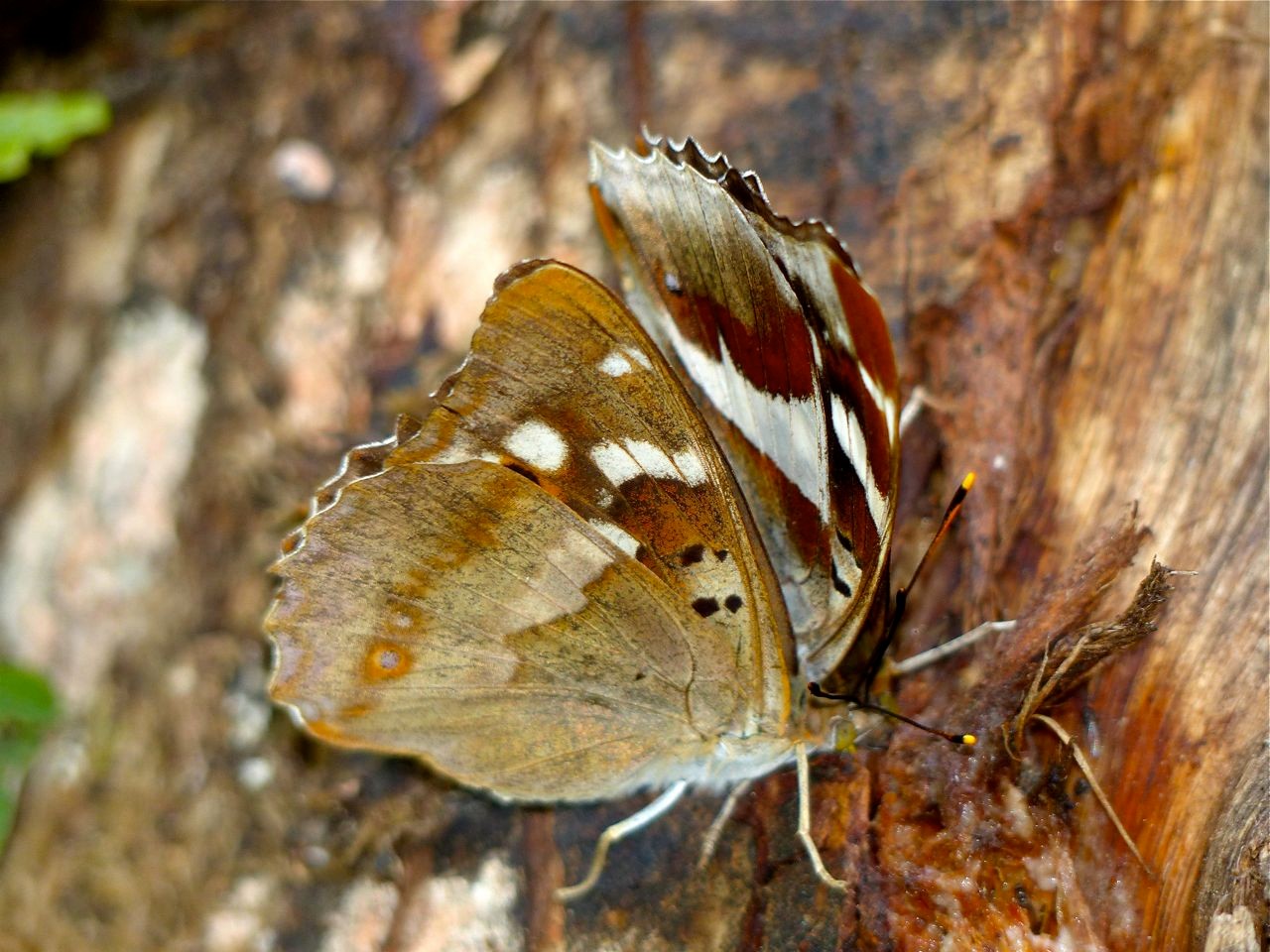 Kleiner und Großer Schillerfalter, Foto: Matthias Ebert