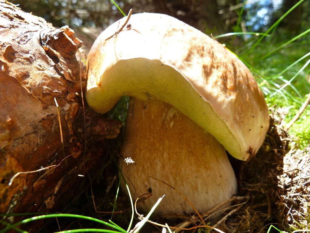 Steinpilz, Foto: Matthias Ebert (C)