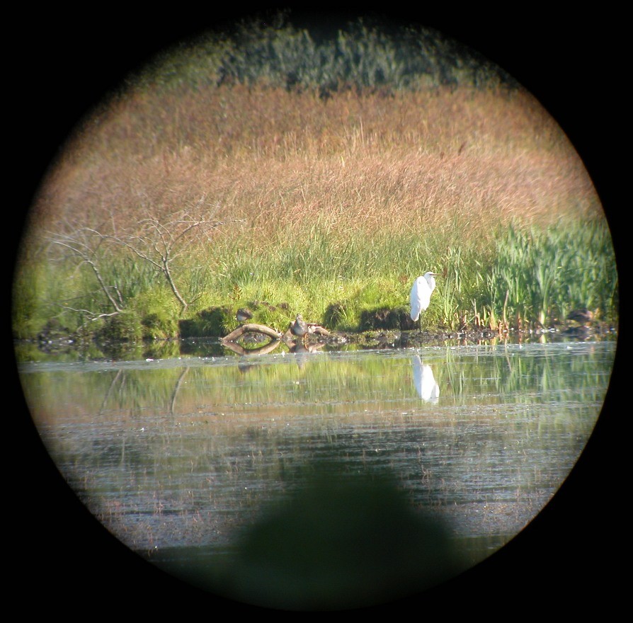 Silberreiher am Unterhölzer Weiher