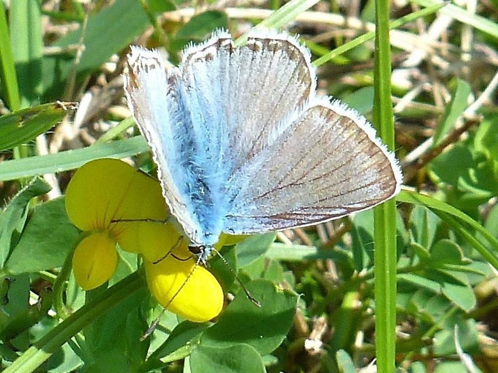 Silbergrüner Bläuling