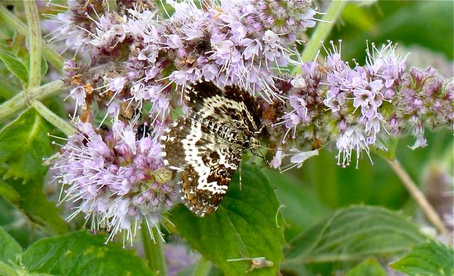 Fleckleib-Labkrautspanner (Epirrhoe tristata), Foto: Matthias Ebert (C)