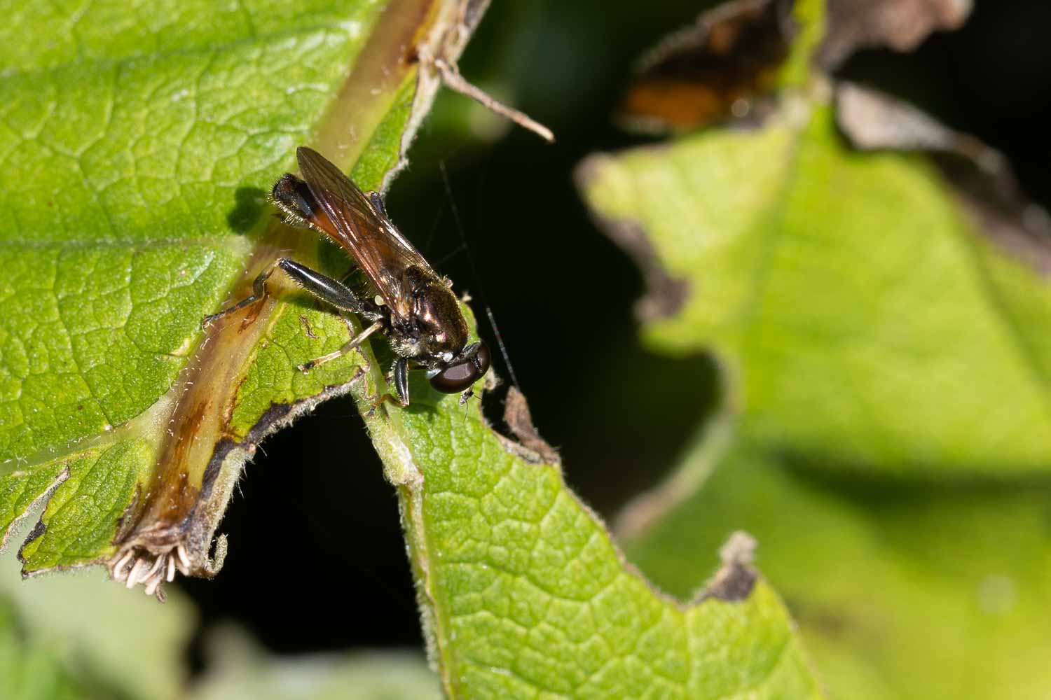 Gemeine Langbauchschwebfliege, Niedereschach Juli 2021, Foto: H. Weber