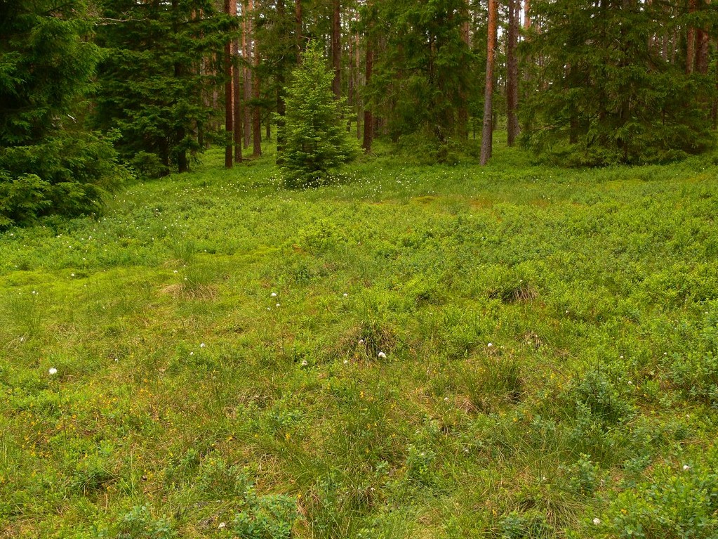 Auerhuhnlebensraum, Foto: Bernhard Scherer (C)