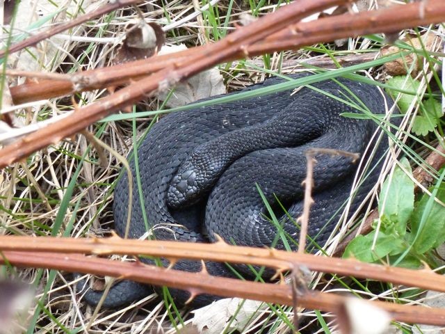 Höllotter, schwarze Kreuzotter