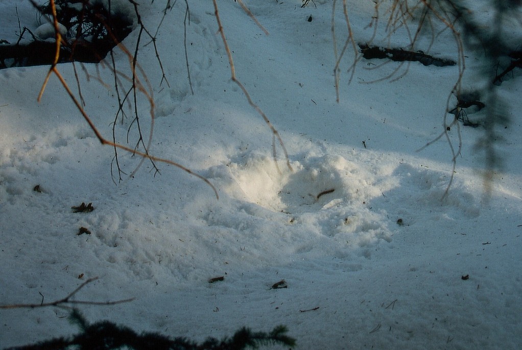 Huderstelle im Schnee, Foto: Bernhard Scherer (C)