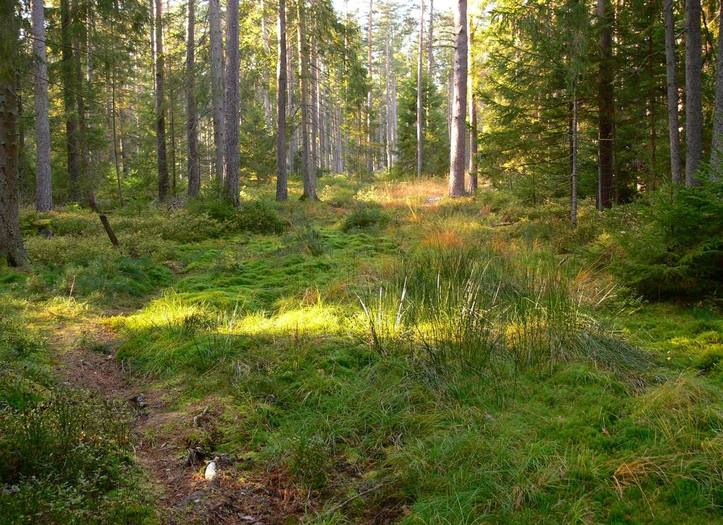 Auerhuhnlebensraum, Foto: Bernhard Scherer (C)