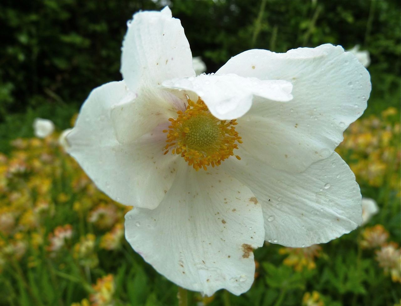 Kaiserstuhl-Anemone