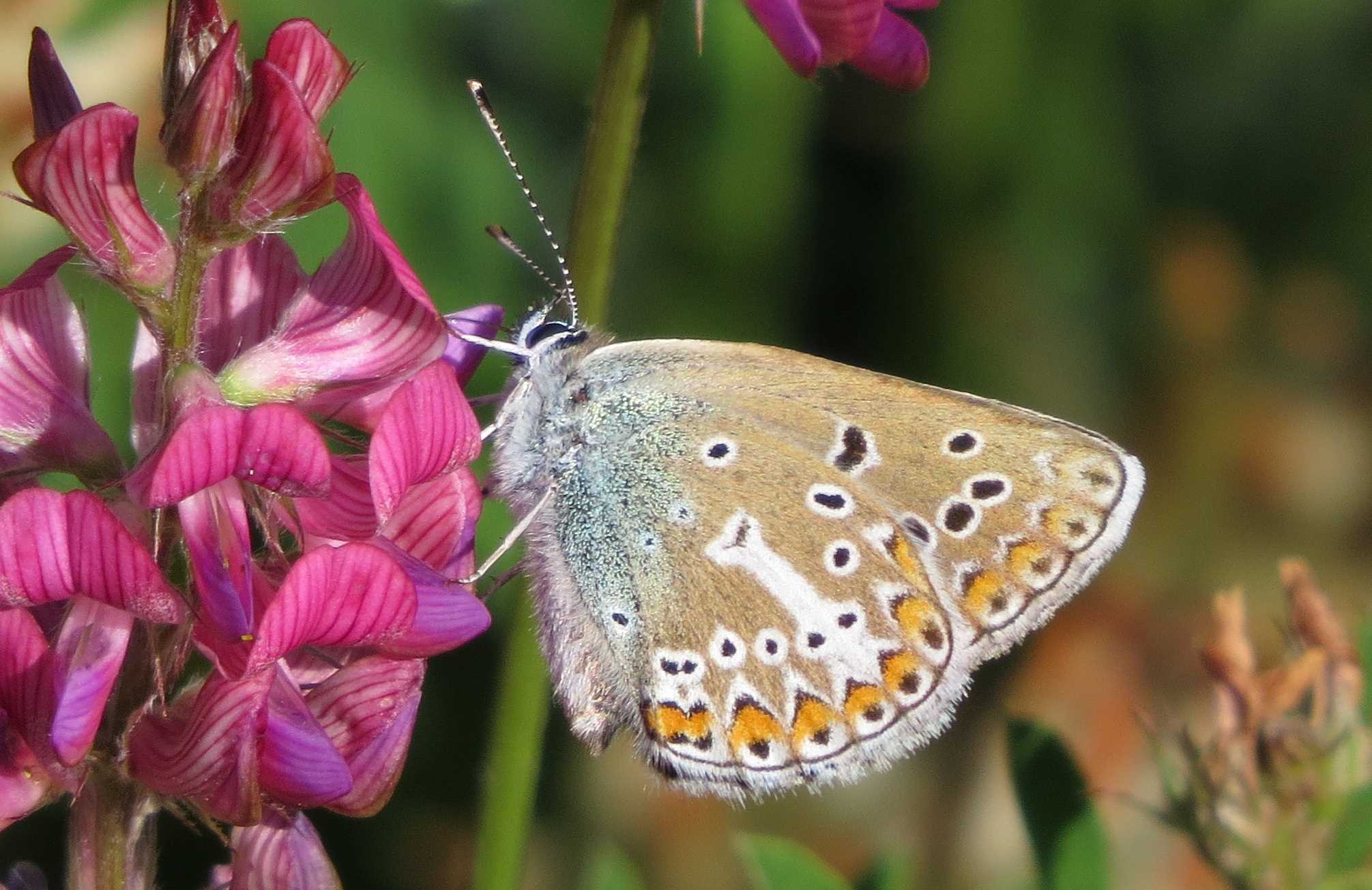 Storchschnabel-Bläuling, Aufen Juni 2020, Foto: Gabi Ebenhöh