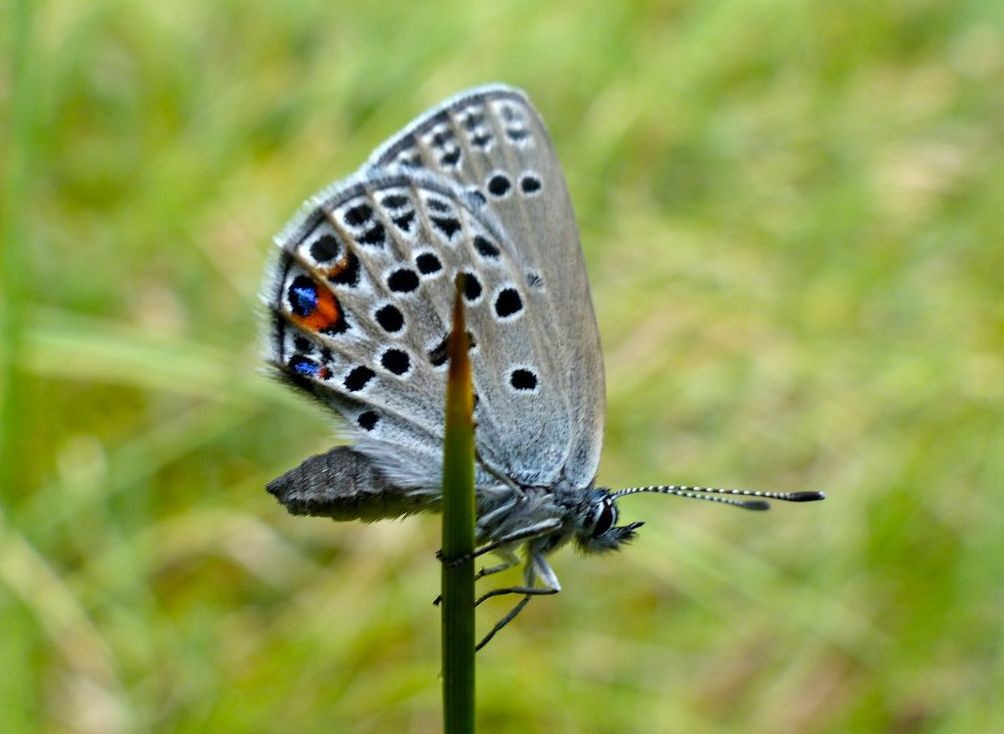 Hochmoor-Bläuling, Foto: Matthias Ebert