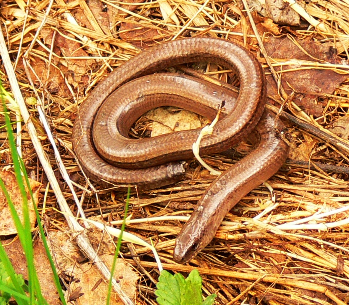 Blindschleiche mit abgetrenntem Schwanz, Foto: Bernhard Scherer