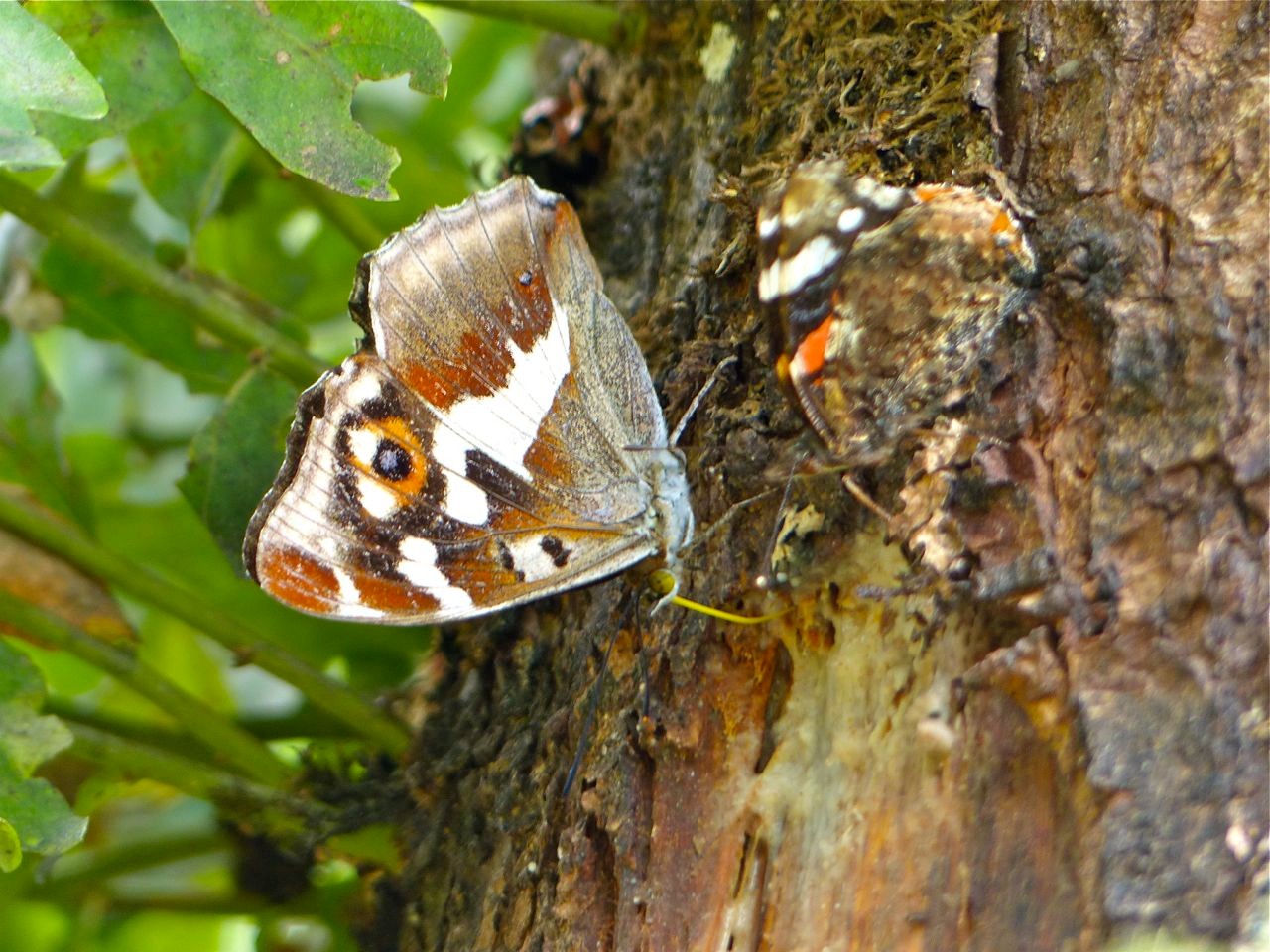 Großer Schillerfalter und Admiral, Foto: Matthias Ebert