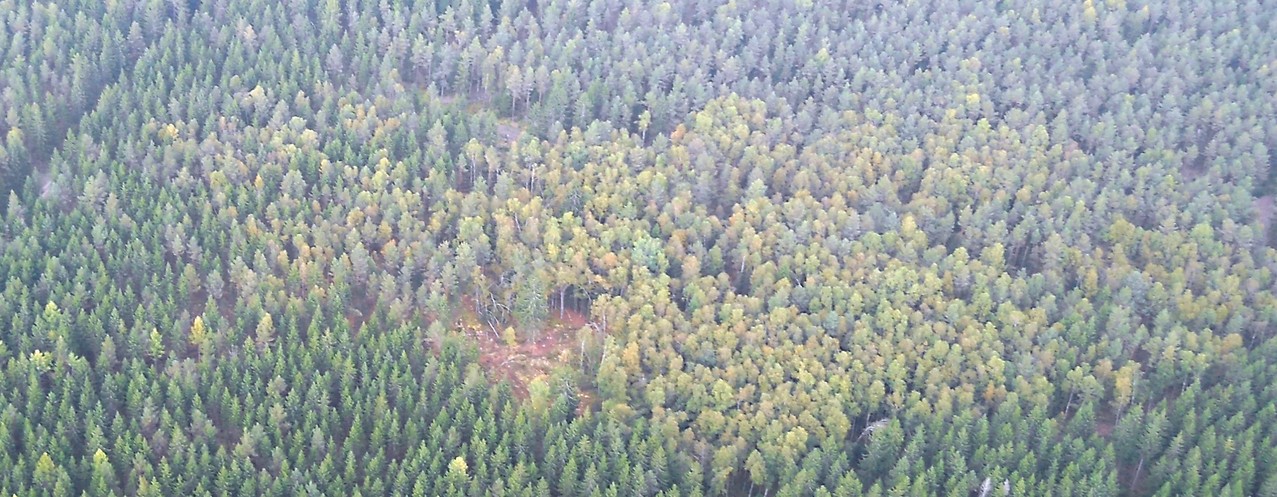 NABU-Fläche mit hohem Birkenanteil, Luftbild, Fotograf: Jörg Maier (C)