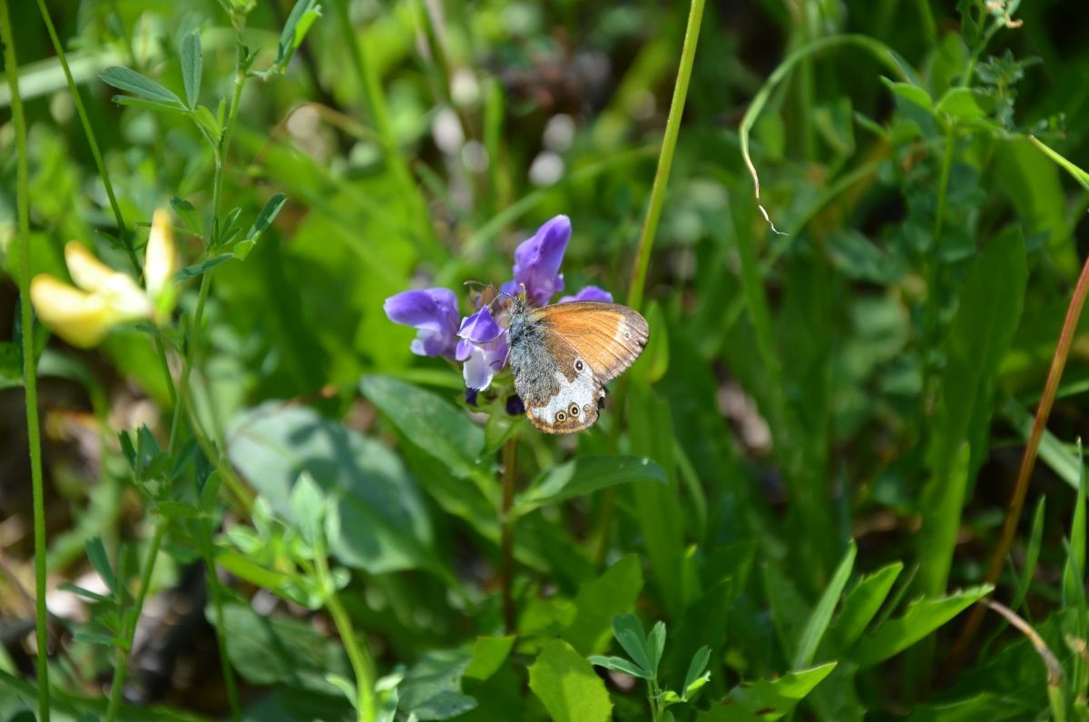 Perlgrasfalter - Weißbindiges Wiesenvögelchen