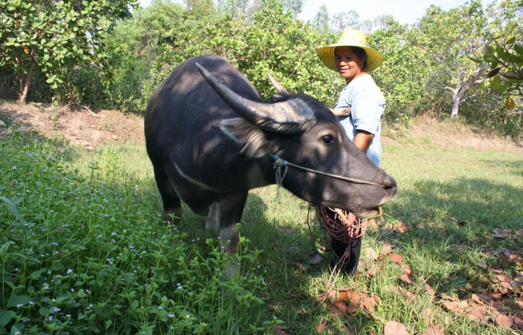 Rijst uit Thailand