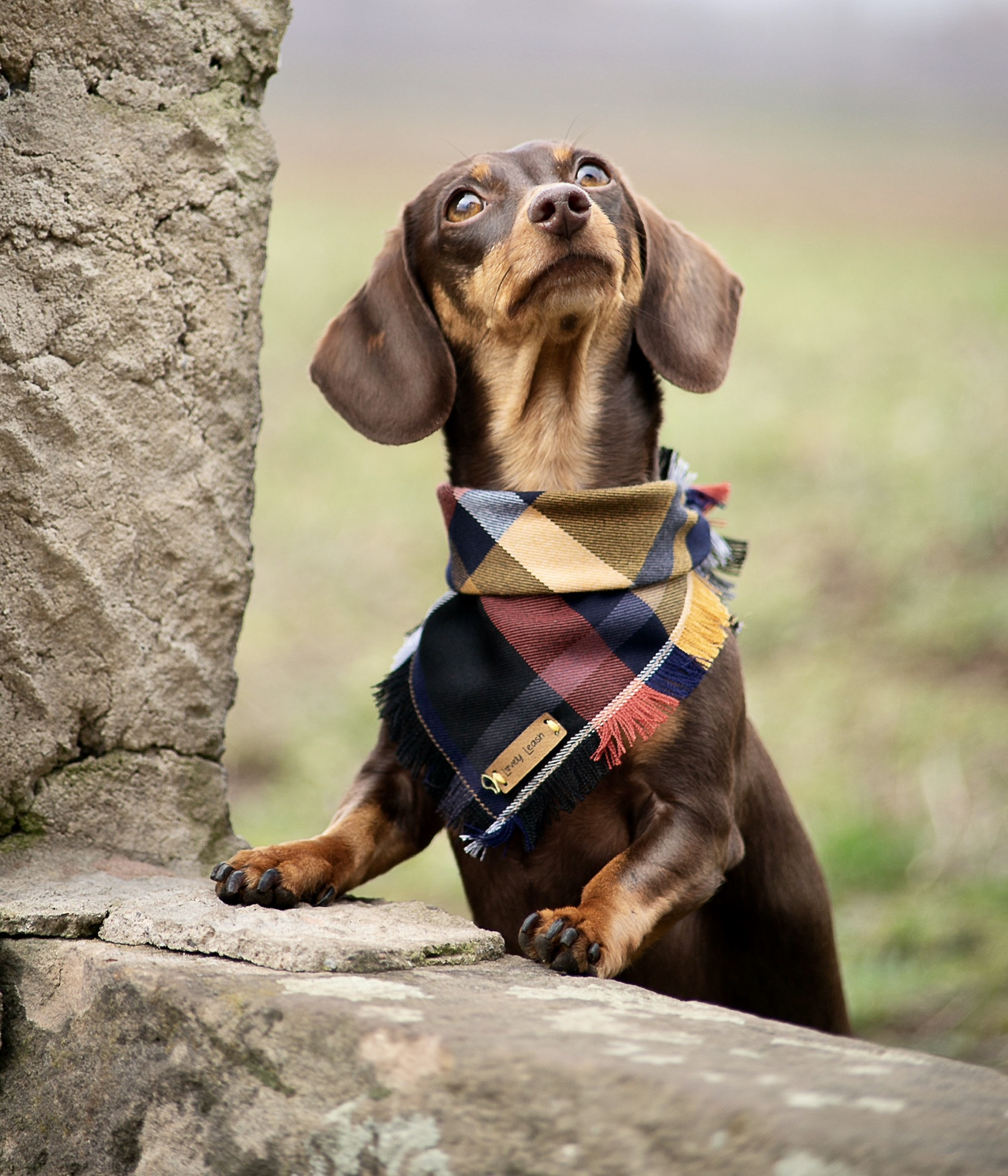 Produkte Lovely Leash